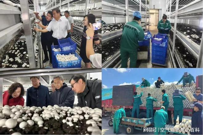 威尼斯wns885566科技兴农新范例！纽恩泰氛围能让大棚蘑菇高产又优良